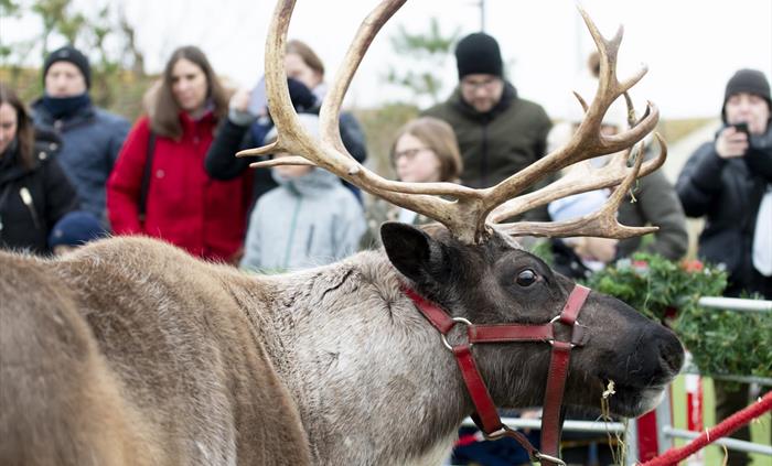 Exciting things to do at our Festive Winter Wonderlands
